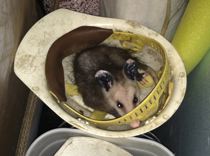 Opossum_smaller.jpg
