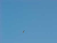 BF-109-160l