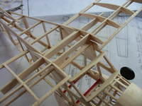 Beaver wing 003