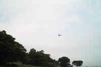 BirddoginFlight2